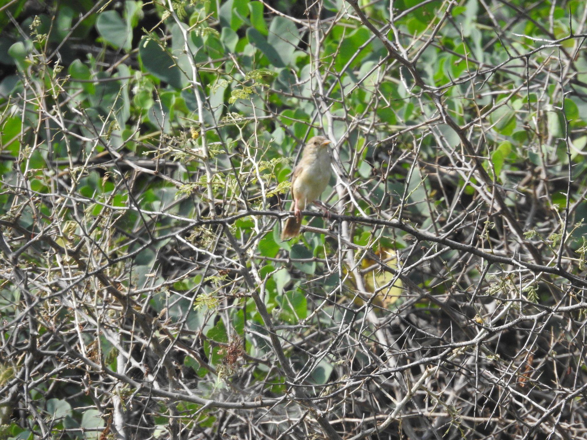 Jungle Prinia (Prinia sylvatica), photo 2