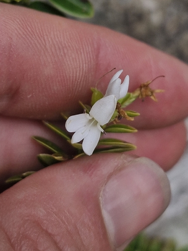 Veronica canterburiensis observed 2025-12-22