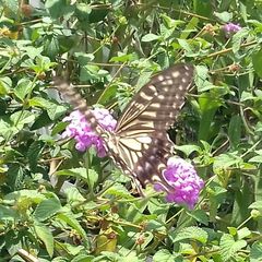 Papilio xuthus