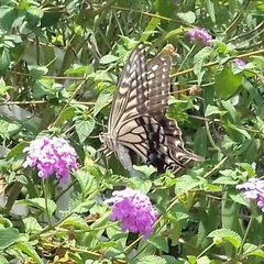 Papilio xuthus