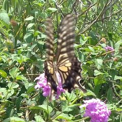 Papilio xuthus