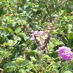 Papilio xuthus