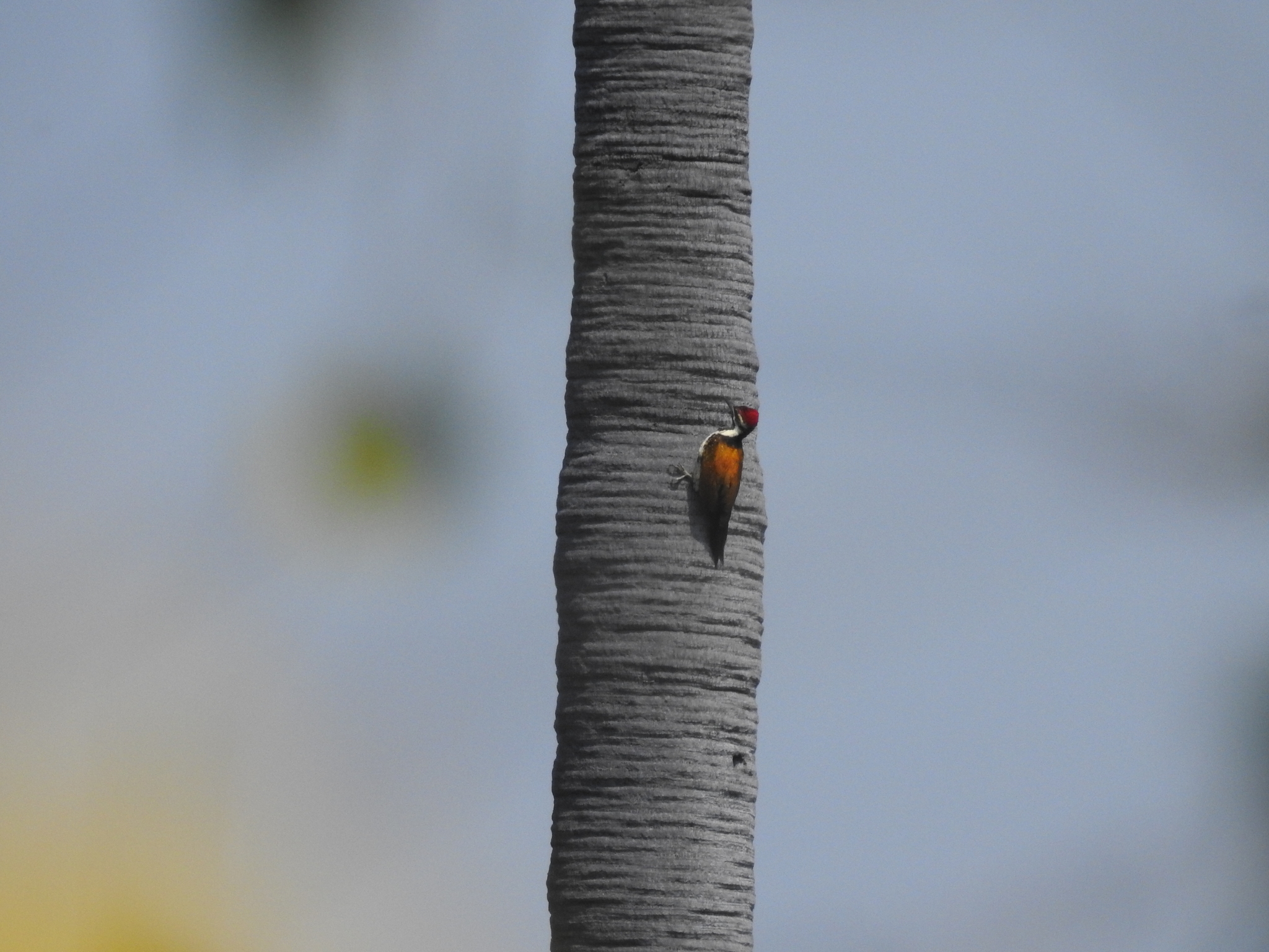 Black-rumped Flameback (Dinopium benghalense), photo 2