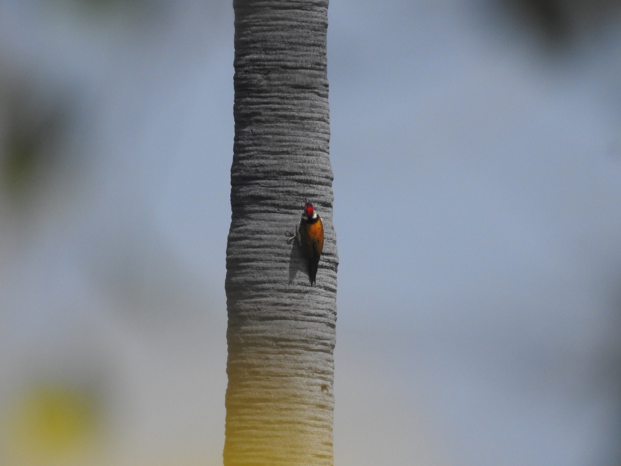 Black-rumped Flameback (Dinopium benghalense), photo 3