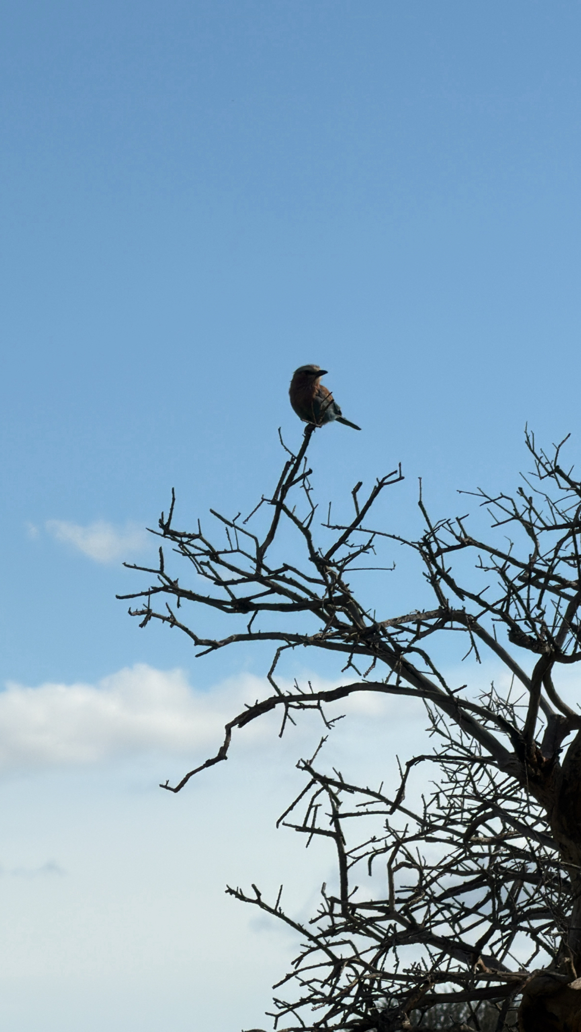 Lilac-breasted Roller (Coracias caudatus), photo 2