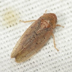Ponana