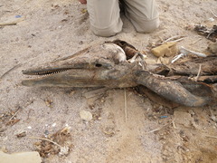 Steno bredanensis
