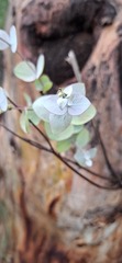 Eucalyptus rubida, photograph (c) SatNavSaysStraightOn, some rights reserved (CC BY)