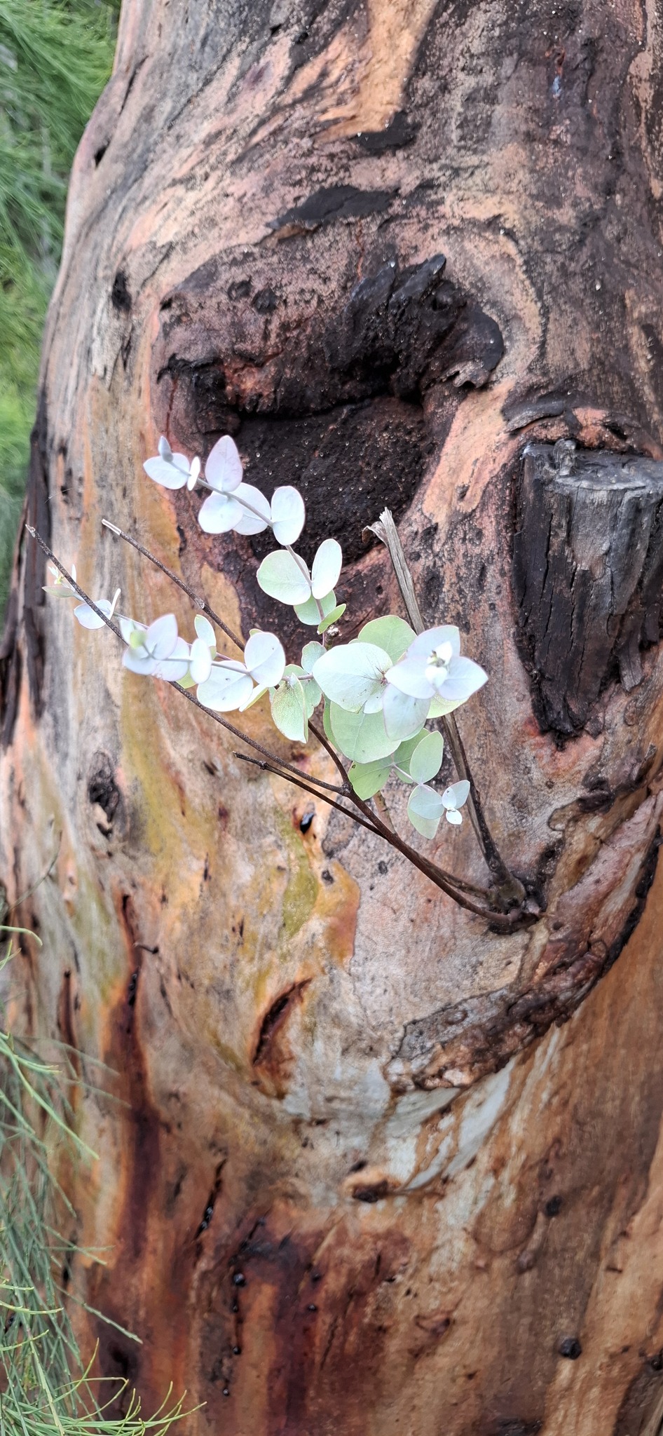 Candlebark (Eucalyptus rubida)