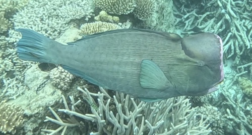 Bultkop-papegaaivis (Bolbometopon muricatum) — Scaridae — 5