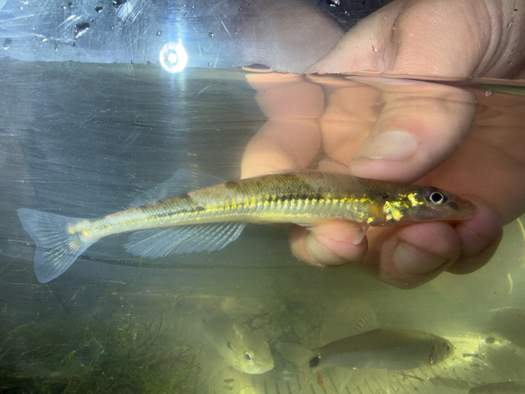 Crystal Darter (Crystallaria asprella) — Percidae