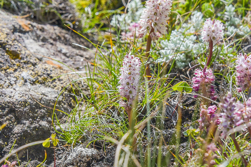 Bell Viooltjie (Lachenalia campanulata)