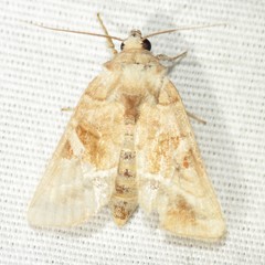 Hexorthodes accurata