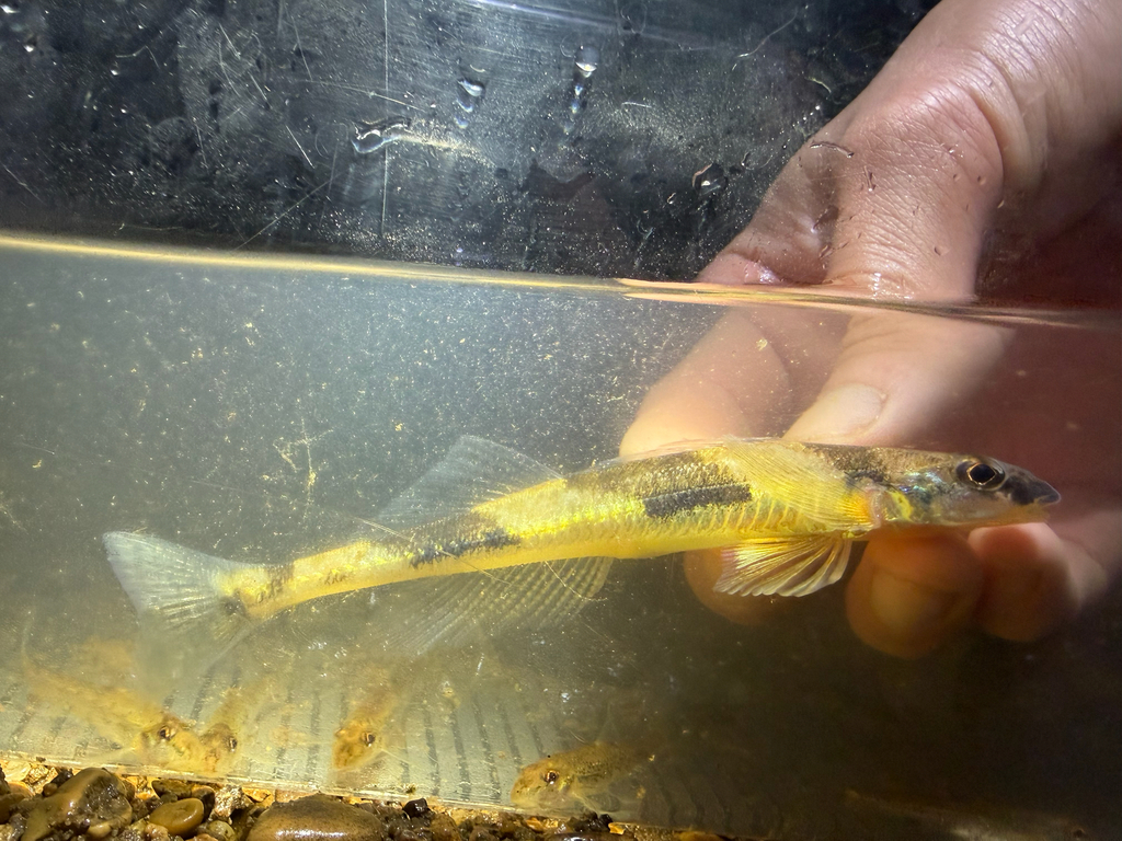Crystal Darter