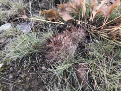 Pediocactus nigrispinus
