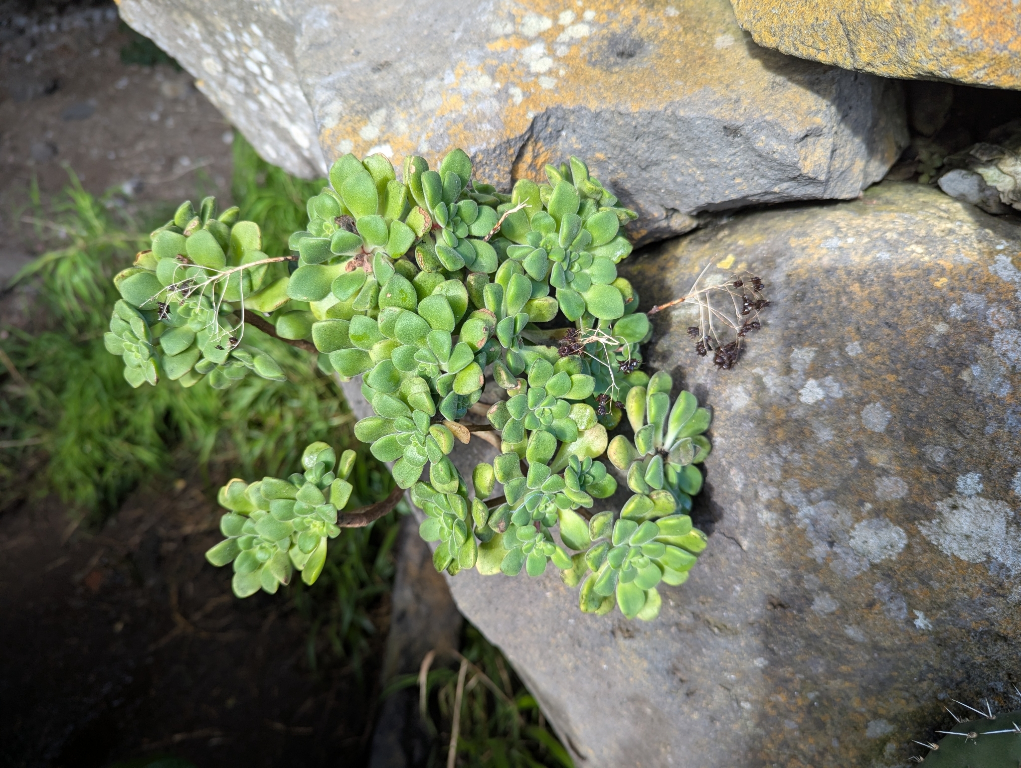 Aeonium lindleyi