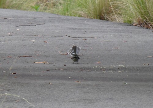 Grey Fantail (Rhipidura albiscapa), photo 4