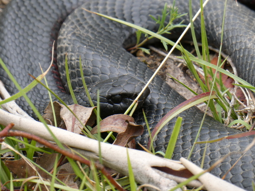 Red-bellied Black Snake