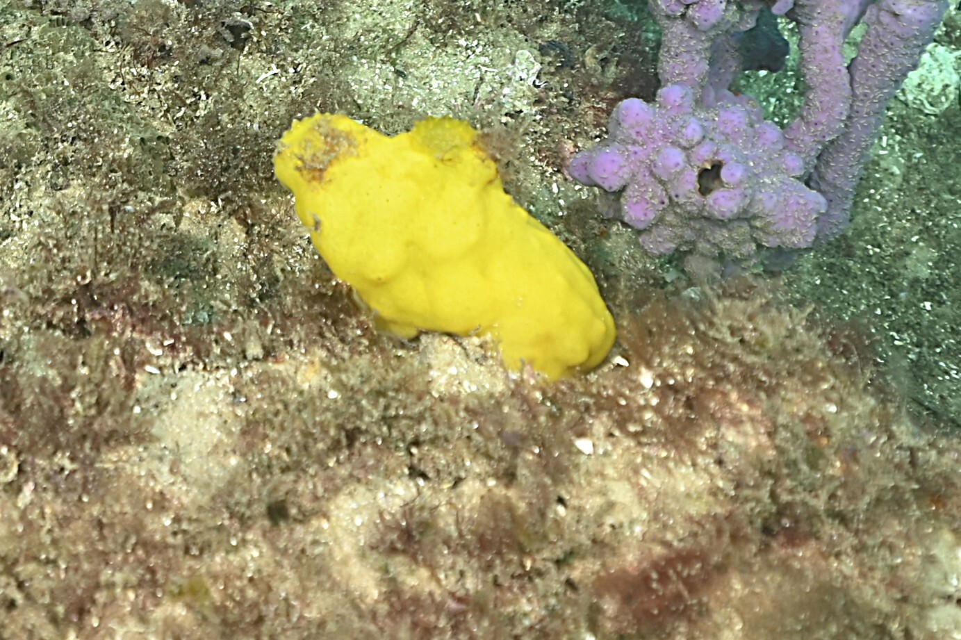 Phallusia obesa (Herdman, 1880)