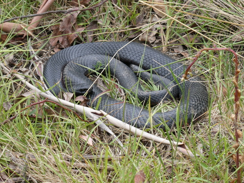 Red-bellied Black Snake