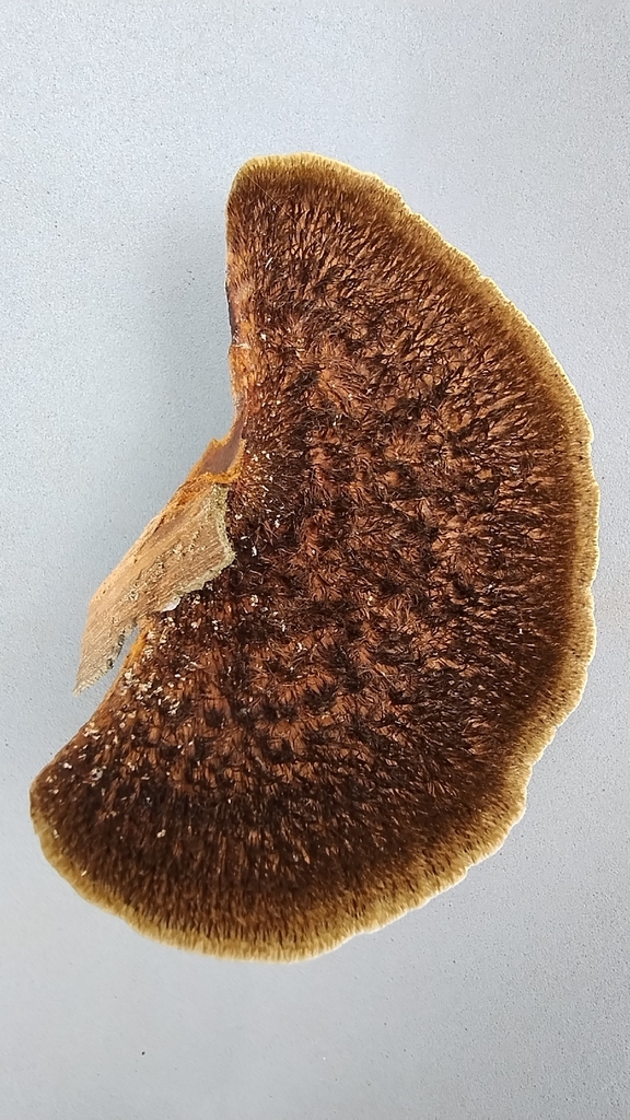 Hexagonia hydnoides · December 2025 · photo: © biomartita (iNaturalist, cc-by)