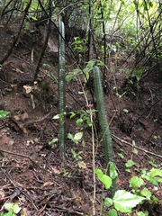 Rauhocereus riosaniensis