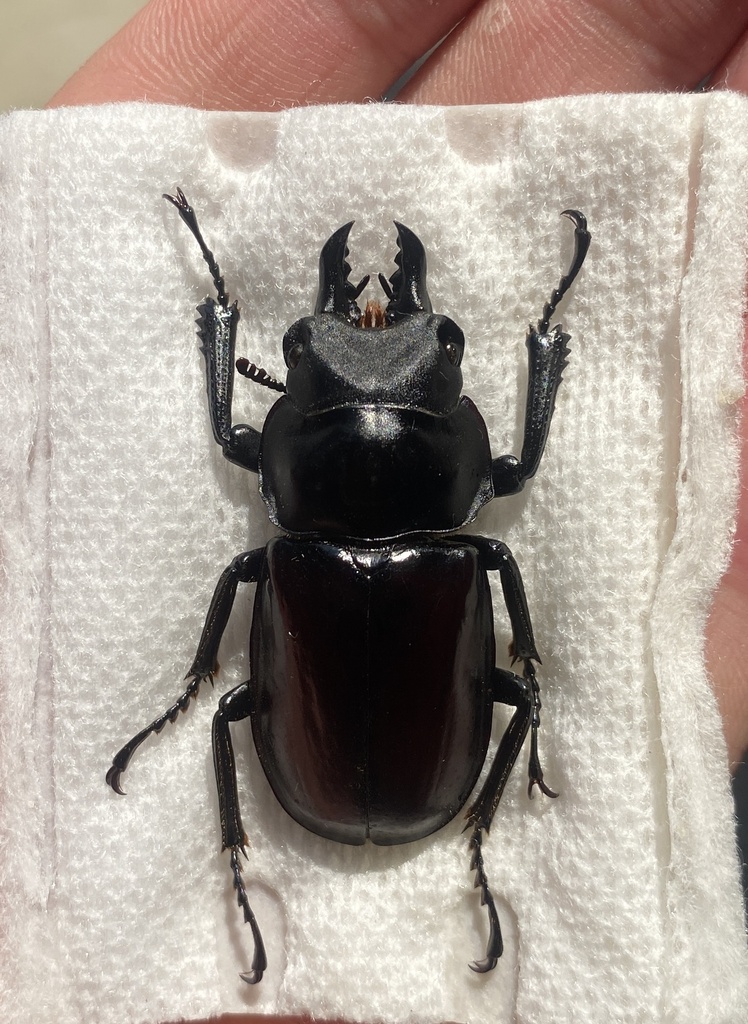 Neolucanus rudolphi