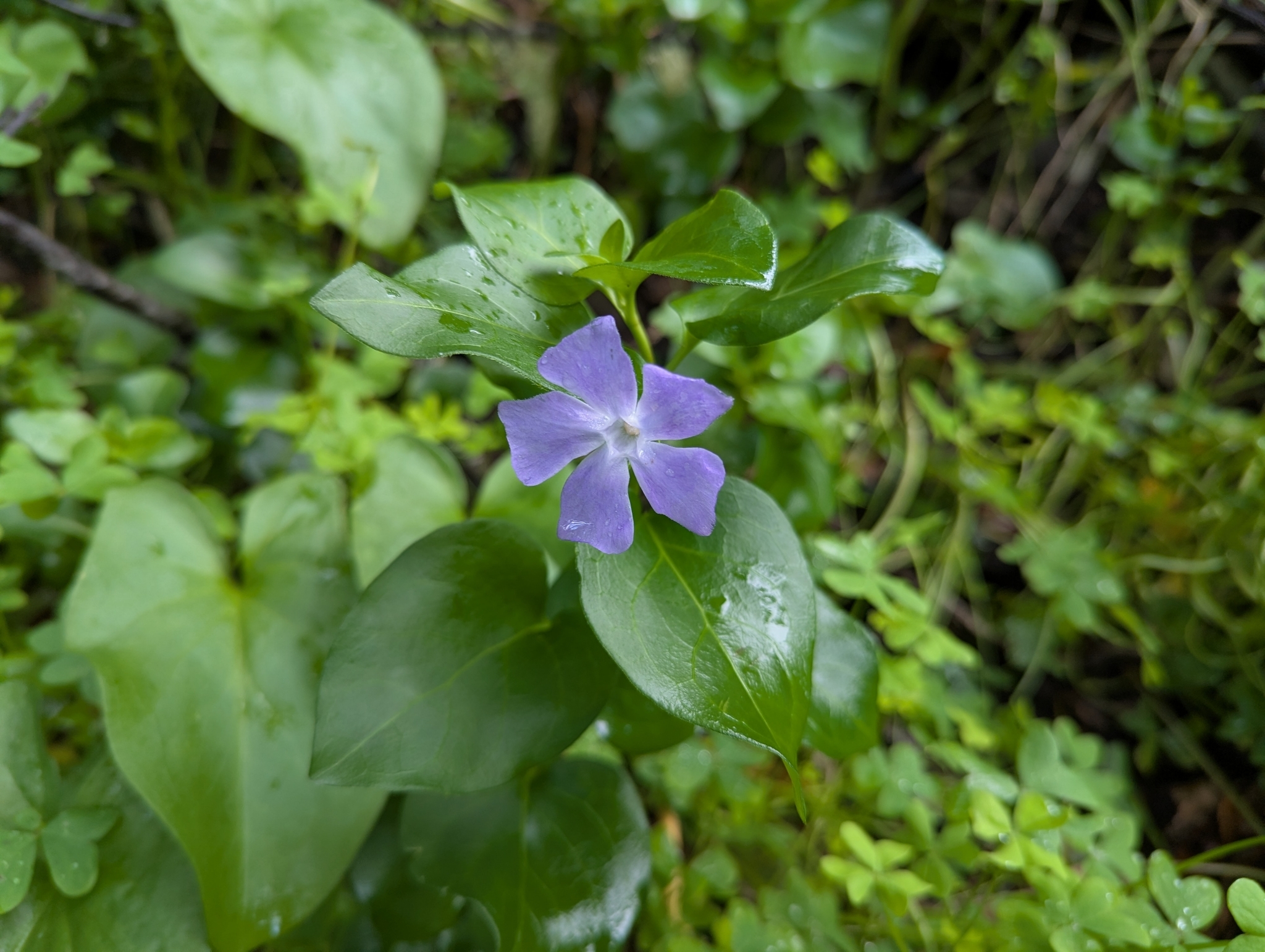 Pervinca