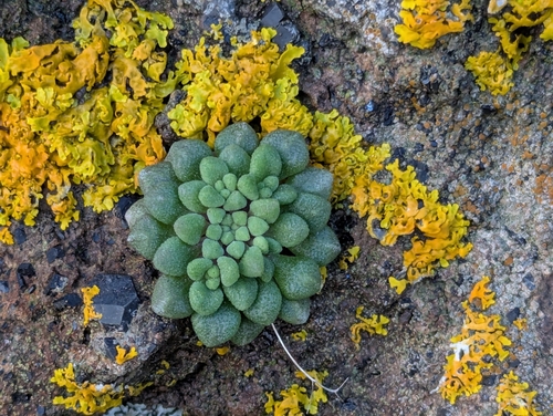 Monanthes brachycaulos