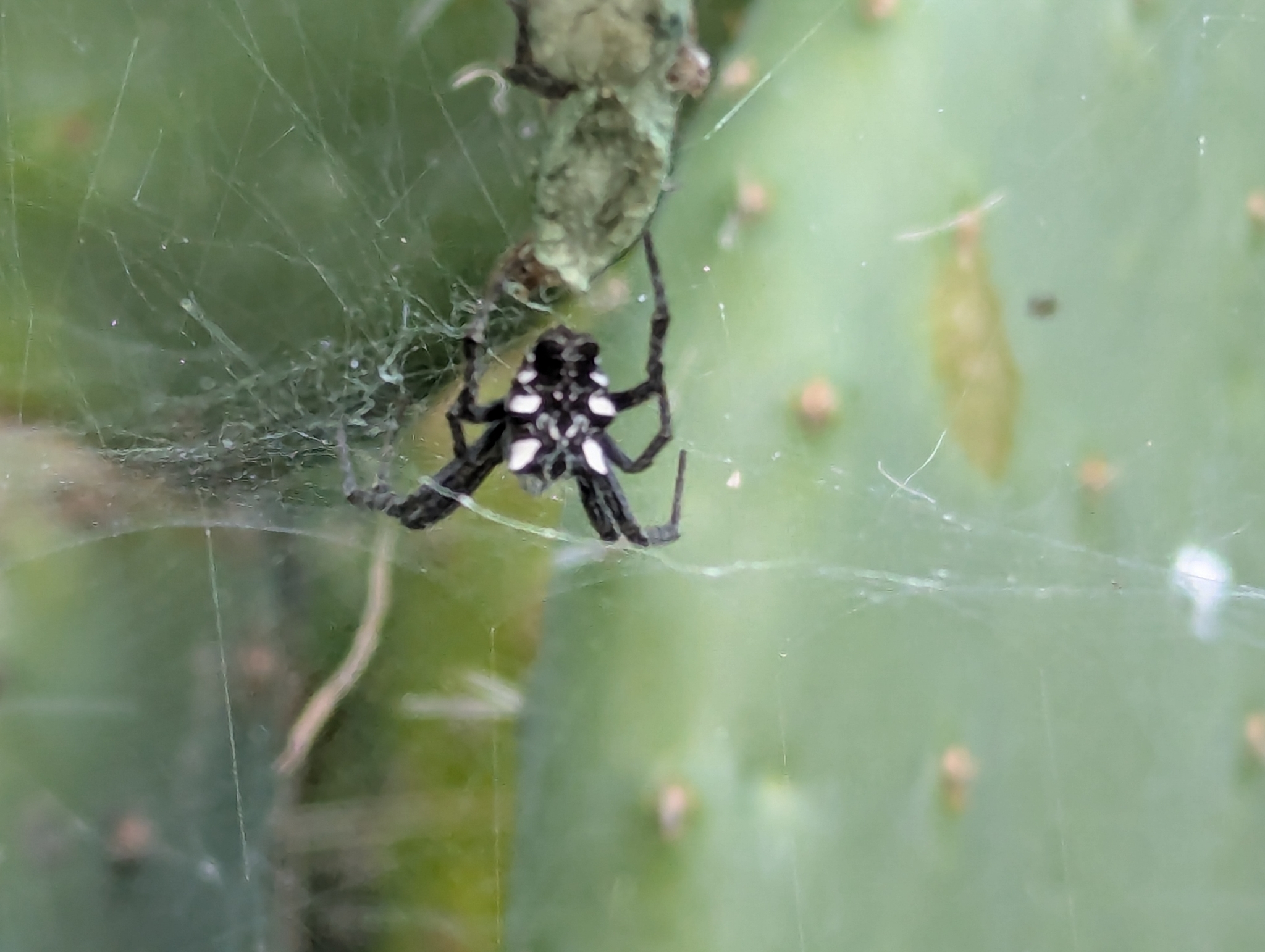 Araña de Tela Carpa Tropical