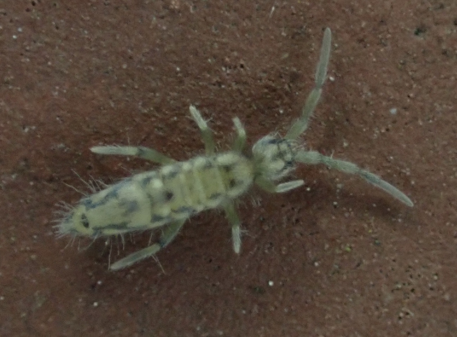 Entomobrya katzi Jordana R & Baquero E, 2022