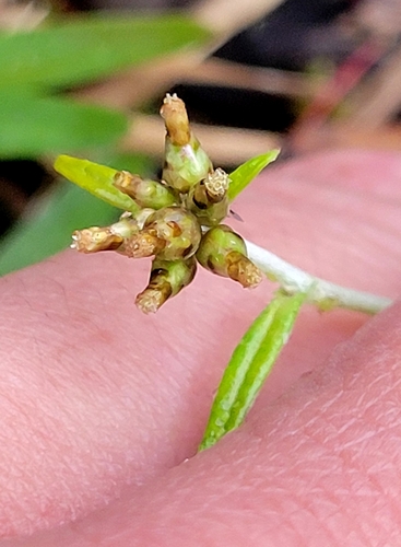 Euchiton japonicus observed 2026-01-03