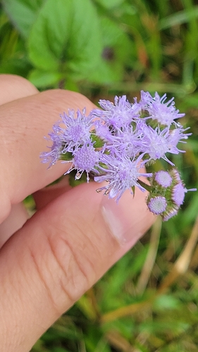Ageratum houstonianum observed 2026-01-03
