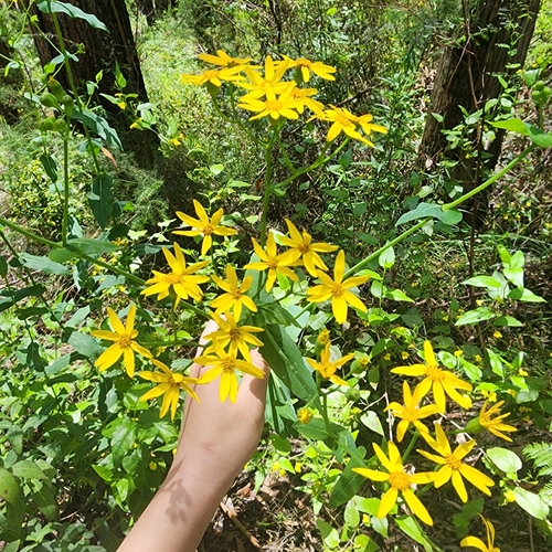 Forest Groundsel (Lordhowea velleioides)