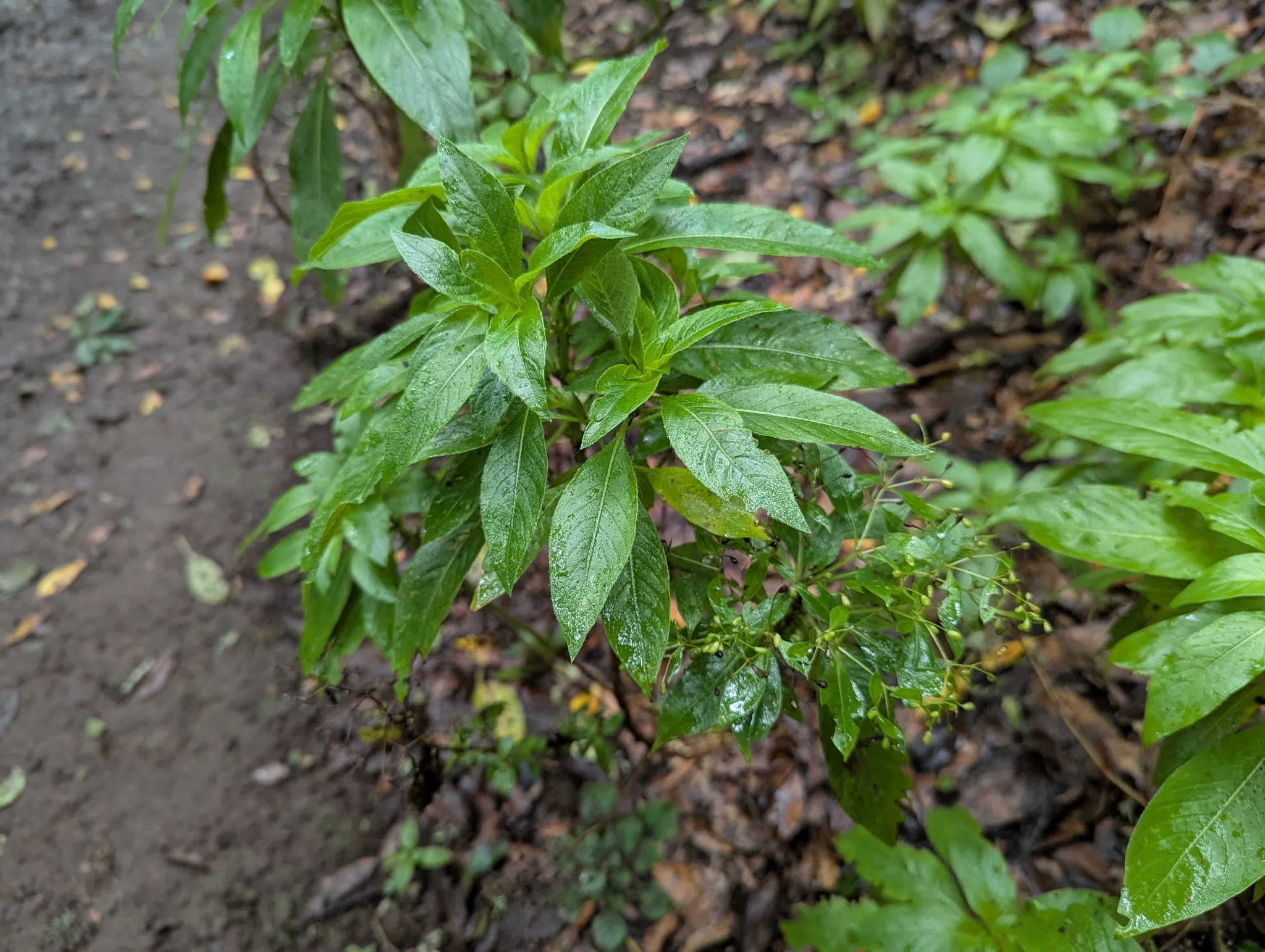 Alcanutillo o capitana