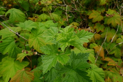 Ribes divaricatum
