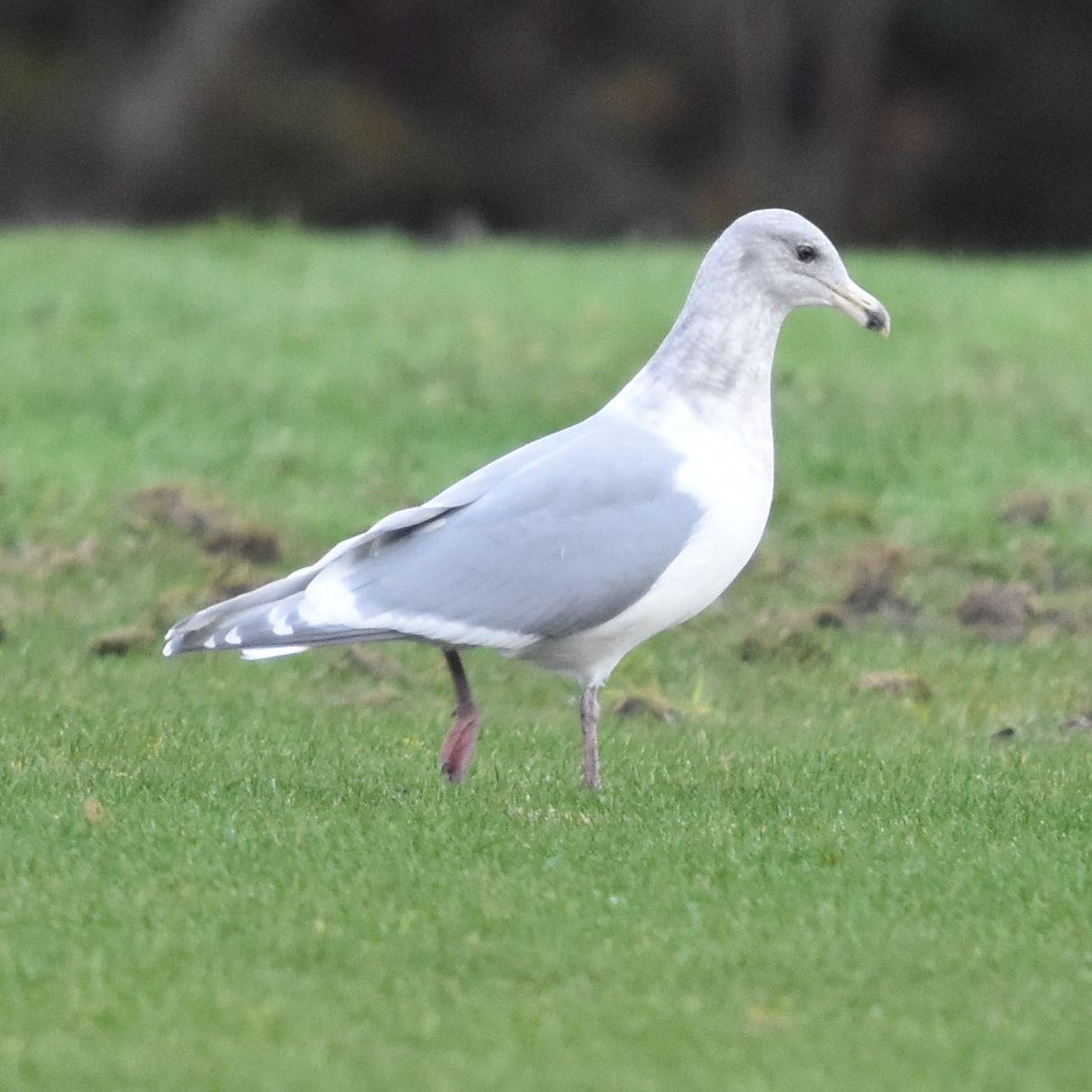 Glaucous-winged Gull (Larus glaucescens), photo 3