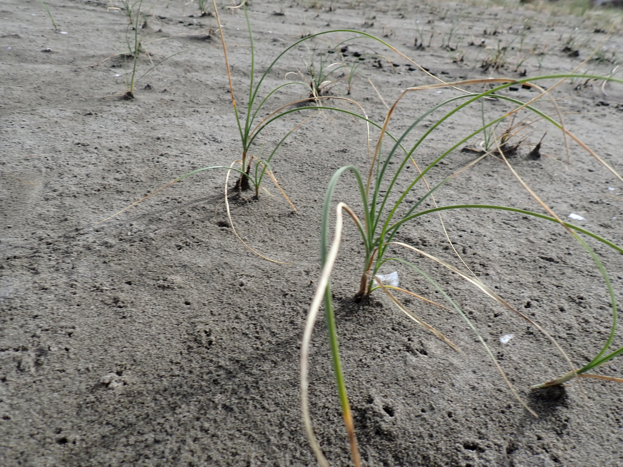 Imagem de Carex pumila