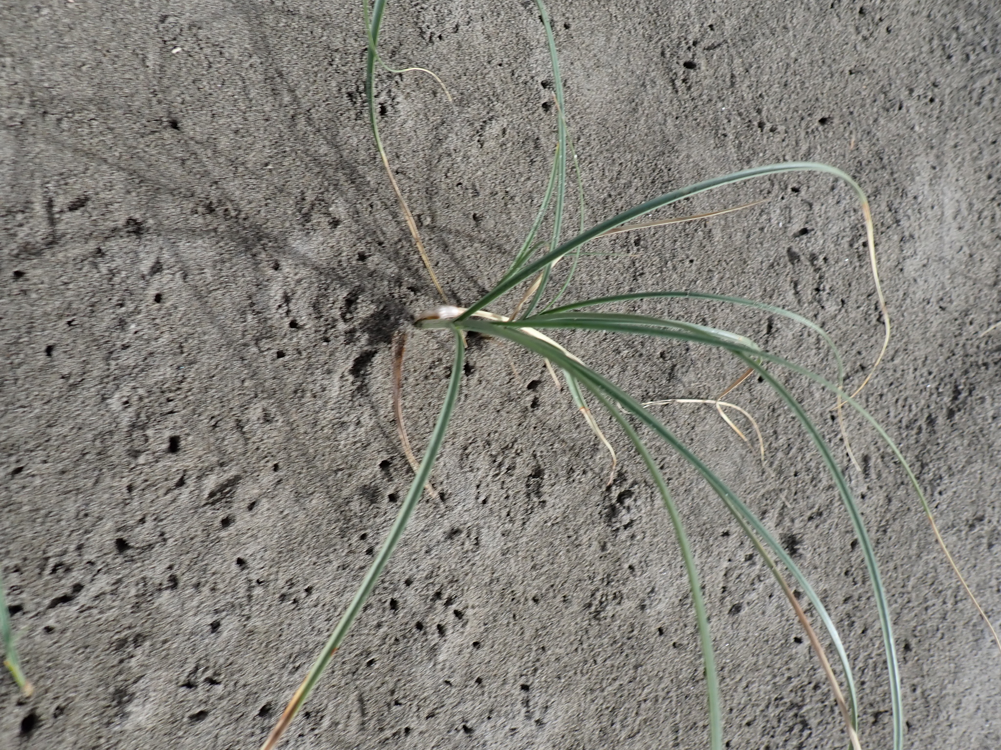 Imagem de Carex pumila