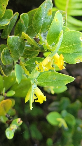 Wikstroemia phillyreifolia observed 2026-01-03