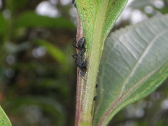 Camponotus