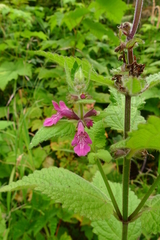 Stachys chamissonis cooleyae