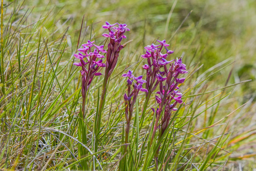 Floodplain Disa