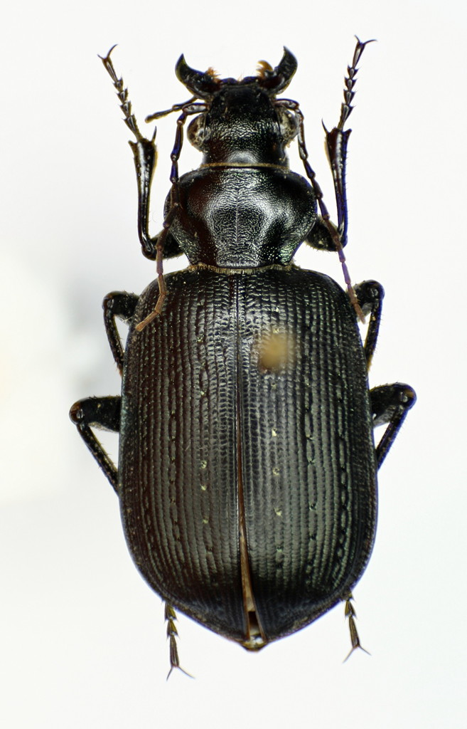 Calosoma imbricatum