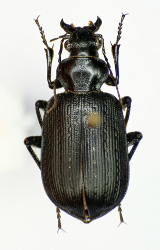 Calosoma imbricatum