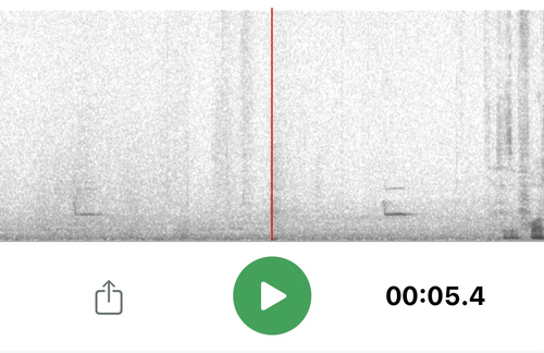 View observation of {o.common_name} on iNaturalist
