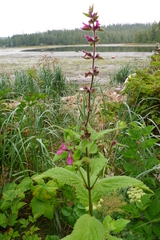 Stachys chamissonis cooleyae