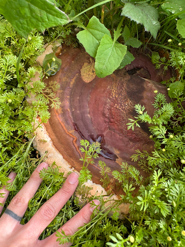 Ganoderma polychromum