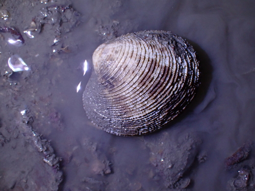 Antigona chemnitzii observed 2026-01-05