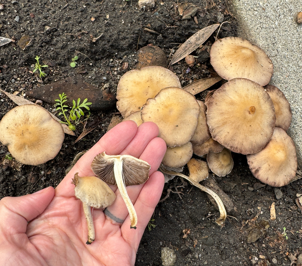 Candolleomyces candolleanus · January 2026 · photo: © catslovetofindplants (iNaturalist, cc0)